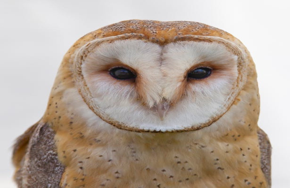 Waarom giert een uil? De betekenis achter het geluid van een uil