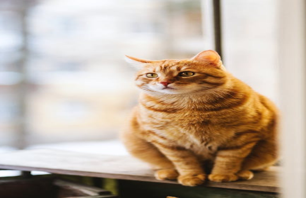 Wat is het spreekwoord 'de kat uit de boom kijken' en wat betekent het?
