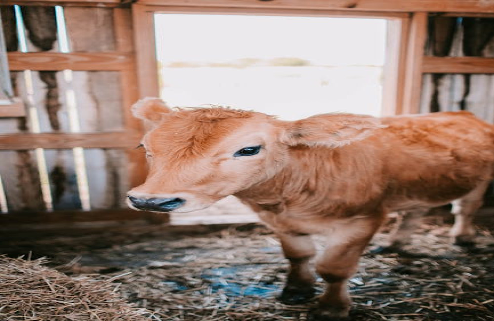 Wat betekent ‘de koe bij de horens vatten’ en waar komt het vandaan?