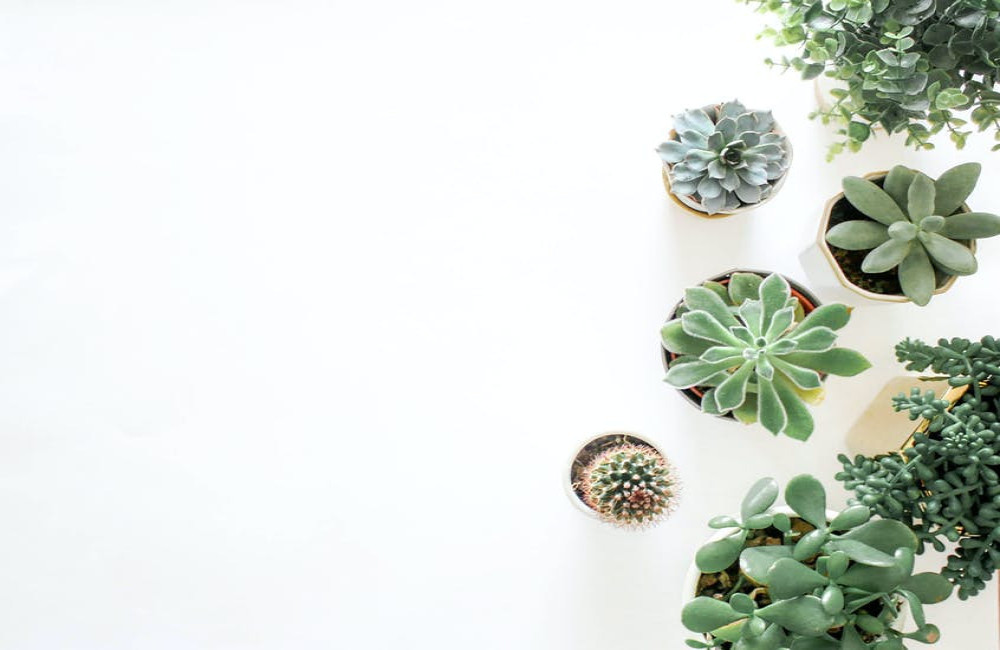 Waarom hebben sommige planten geneeskrachtige eigenschappen?