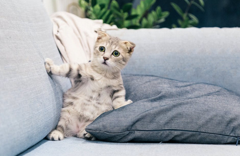 Waar komt het gezegde 'de kat uit de boom kijken' vandaan? Uitgelegd
