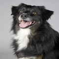 Wat is het verschil tussen een mopshond en een bulldog?