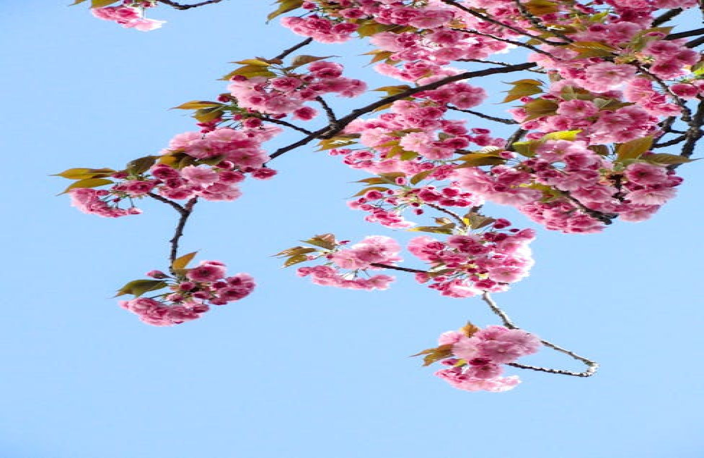 Waarom kiezen vogels vaak dezelfde boom voor hun nest?