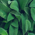 Salvia: veelzijdig kruid voor keuken, thee en gezondheid