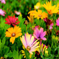 Maak je tuin compleet met deze tips