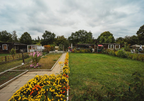 Asters: kies op herfstzon of halfschaduw, niet op kleur
