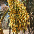 Zoete vrucht van de palmboom
