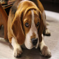 Nederlandse naam beagle: herkomst van de naam, brak en het ras in het kort