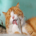 Het belang van een goede kattenmand? Comfort en veiligheid voor uw huisdier!
