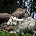 Wat is het verschil tussen een wolf en een husky in gedrag en uiterlijk?