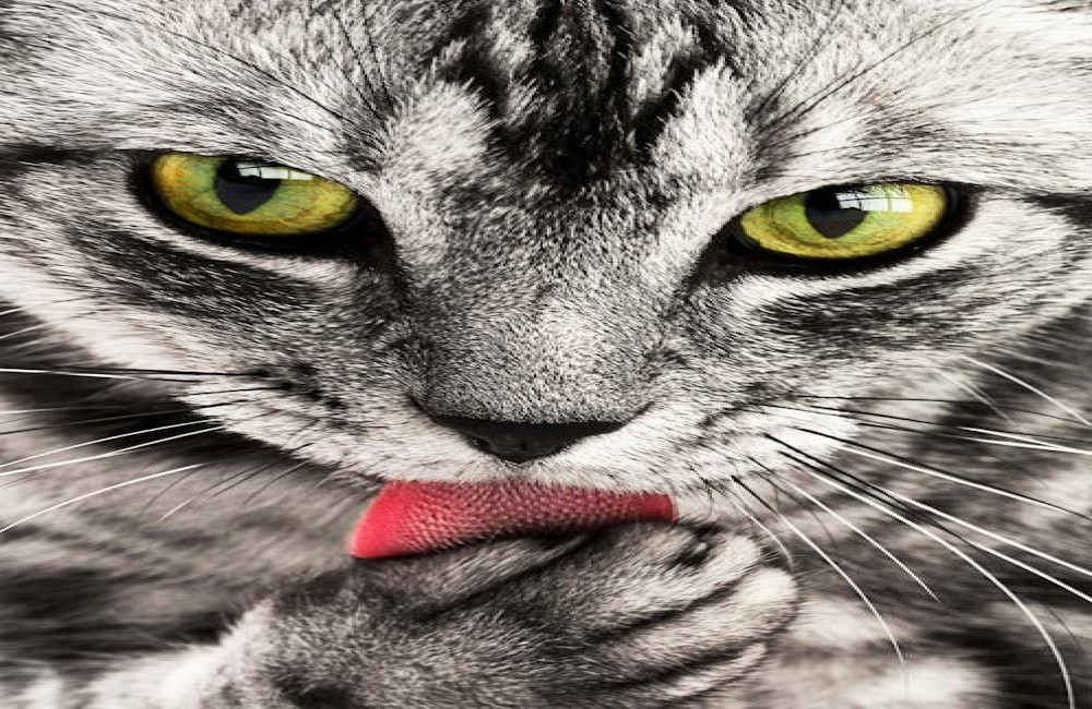 Wat betekent het spreekwoord 'de kat uit de boom kijken'?